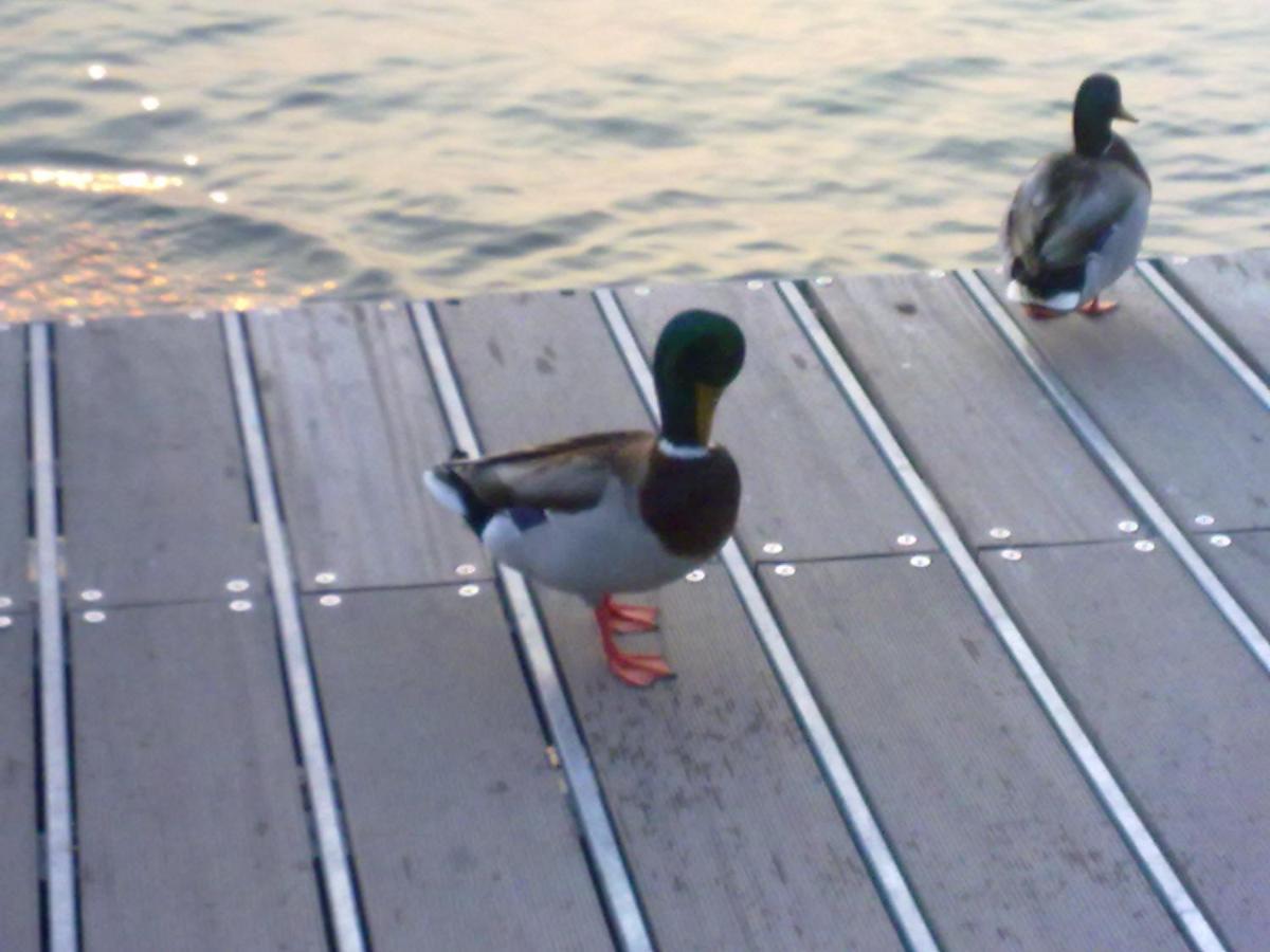 Residenza Al Sogno - On Lake Garda Cavaion Veronese Zewnętrze zdjęcie